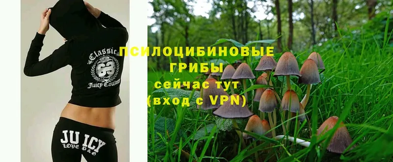 Псилоцибиновые грибы MAGIC MUSHROOMS  Бабаево 